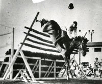 Record Mundial de Salto de un Caballo Chileno