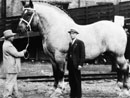 EL CABALLO MAS ALTO DE LA HISTORIA